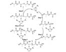 Mechanism of melt polycondensation process of poly(lactic acid)