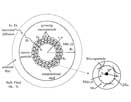 Gas-phase polymerization kinetics of butadiene